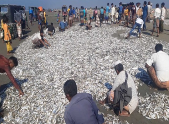 শাহপরীর দ্বীপ উপকূলে জেলেদের জালে উঠল সাড়ে ৬ লাখ টাকার মাছ